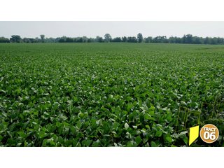 Property photo 37 - 470 Acres Mostly Productive Tillable Land - 6 Tracts